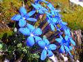 Gentiana Verna
